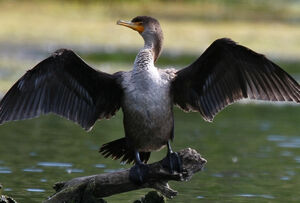 Cormoran � aigrettes 
&copy; Ren� Lortie