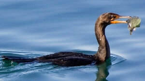 Cormoran � aigrettes 
&copy; Ren� Lortie