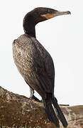 Neotropic Cormorant