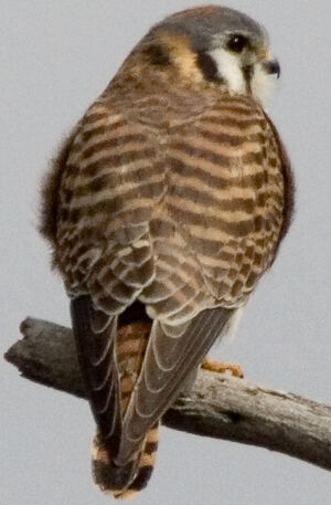 American Kestrel