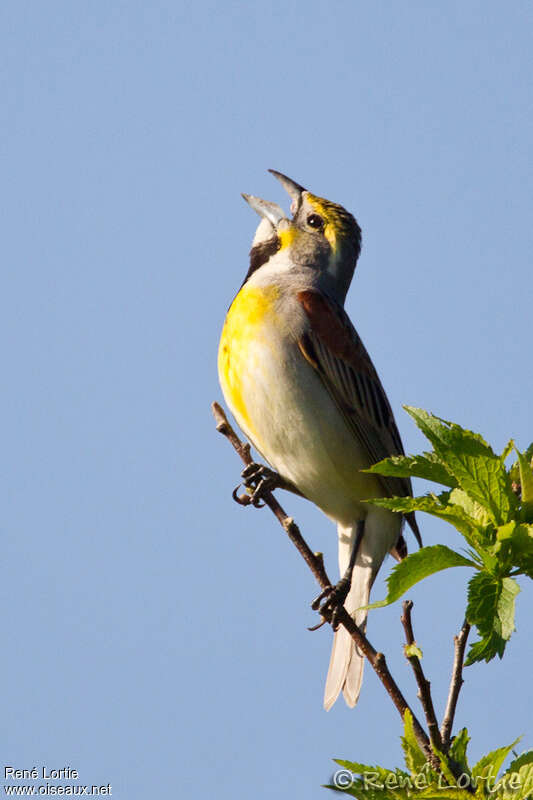 Dickcissel male adult, song
