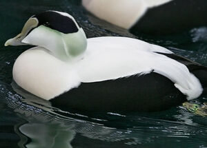 Common Eider 
&copy; Ren� Lortie