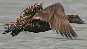 Common Eider 
&copy; Ren� Lortie