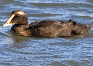Common Eider