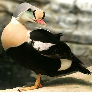 Eider � t�te grise