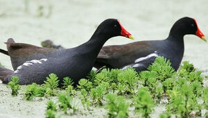 Gallinule poule-d'eau 
&copy; Ren� Lortie