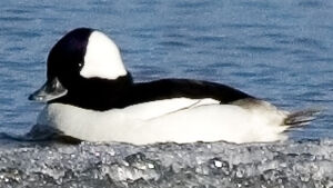 Bufflehead 
&copy; Ren� Lortie