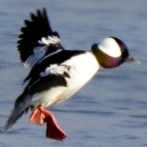 Bufflehead 
&copy; Ren� Lortie