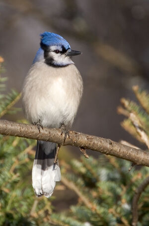 Blue Jay