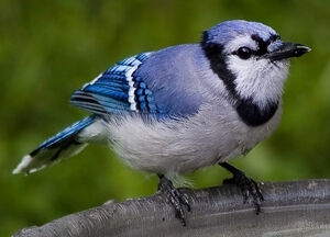 Blue Jay