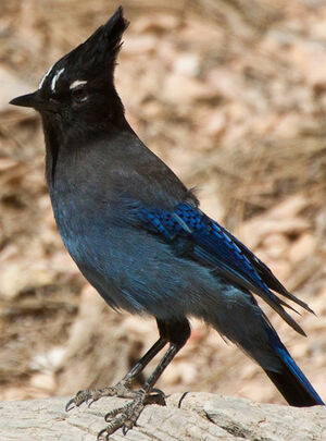 Steller's Jay