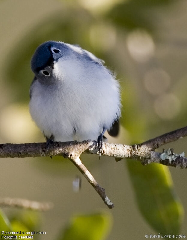 Blue-grey Gnatcatcher male adult breeding
