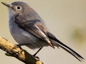Gobemoucheron gris-bleu