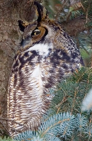 Great Horned Owl
