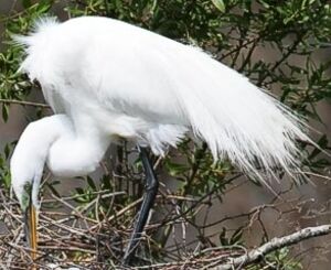 Grande Aigrette