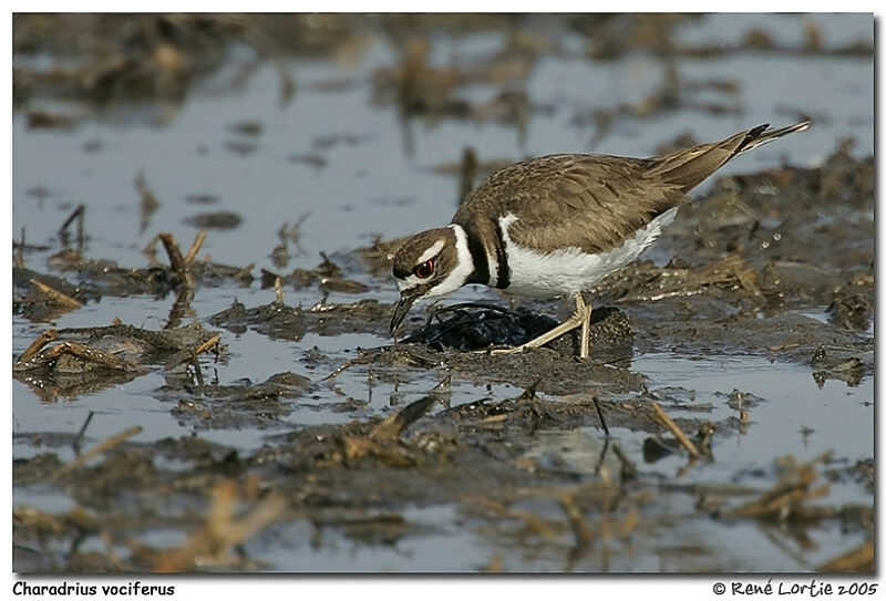 Killdeer