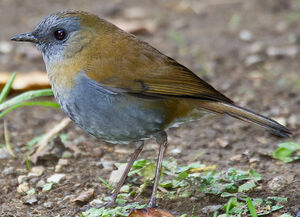 Black-billed Nightingale-Thrush