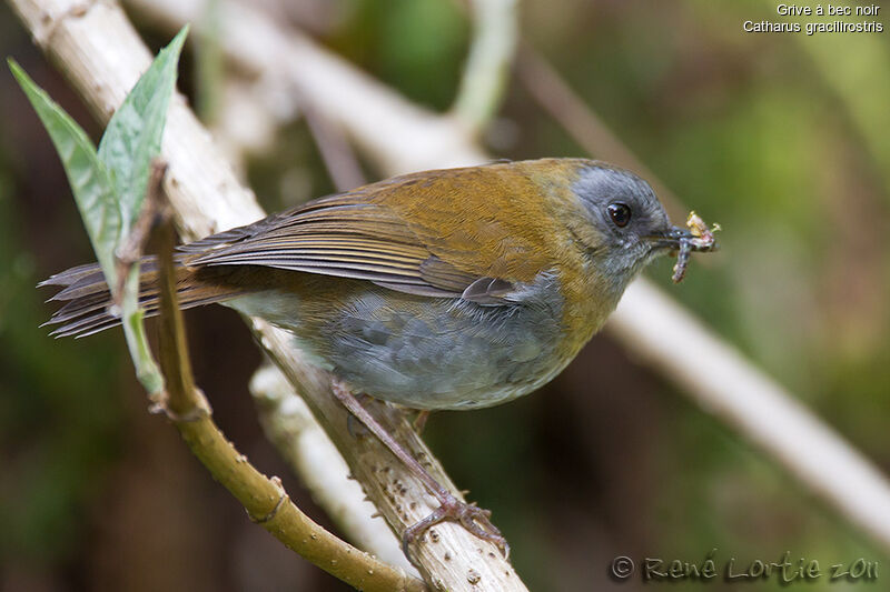 Black-billed Nightingale-Thrushadult, identification, feeding habits, Reproduction-nesting