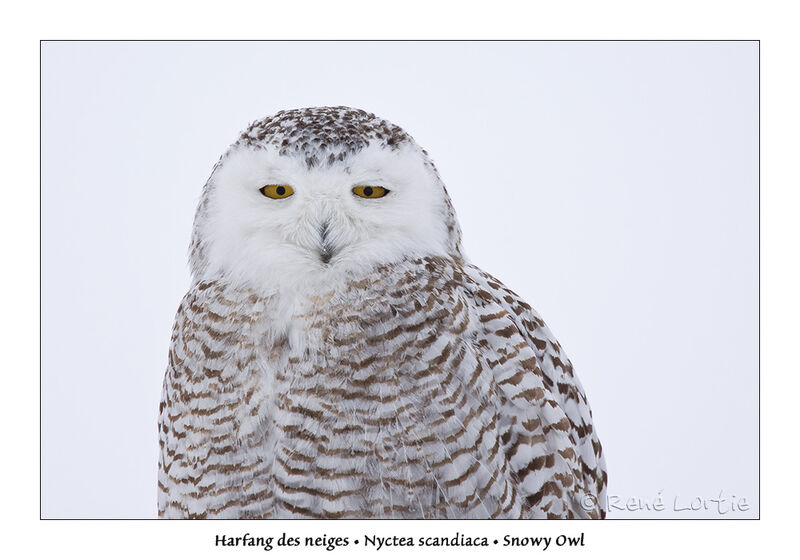 Snowy Owlimmature, identification