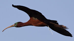 Ibis falcinelle 
&copy; Ren� Lortie