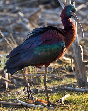 Ibis falcinelle 
&copy; Ren� Lortie