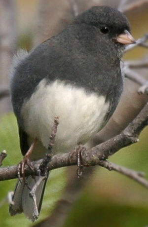 Junco ardoisé