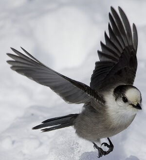 Grey Jay