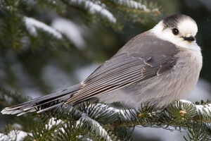 Grey Jay