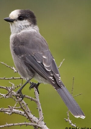 Grey Jay