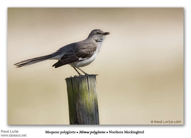 Northern Mockingbird, identification
