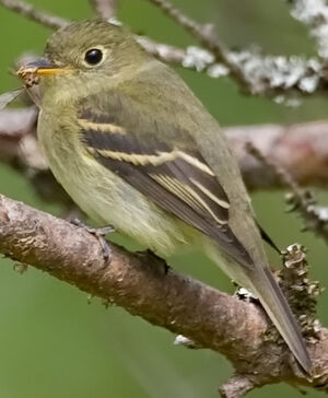 Moucherolle � ventre jaune
