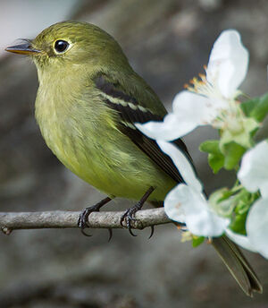 Moucherolle � ventre jaune