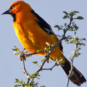 Altamira Oriole