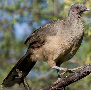 Plain Chachalaca