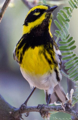 Paruline de Townsend