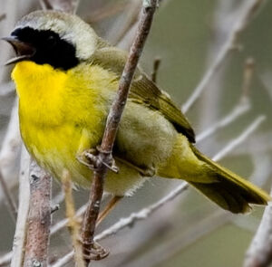 Common Yellowthroat