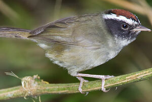 Black-cheeked Warbler