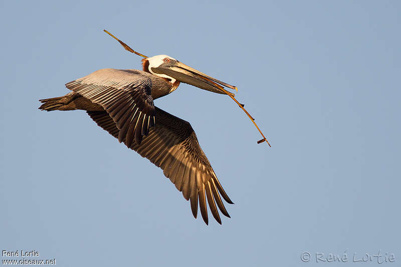 Brown Pelicanadult, Flight, Reproduction-nesting, Behaviour