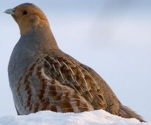Grey Partridge 
&copy; Ren� Lortie