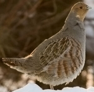 Grey Partridge 
&copy; Ren� Lortie