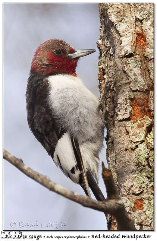 Red-headed Woodpeckersubadult, identification