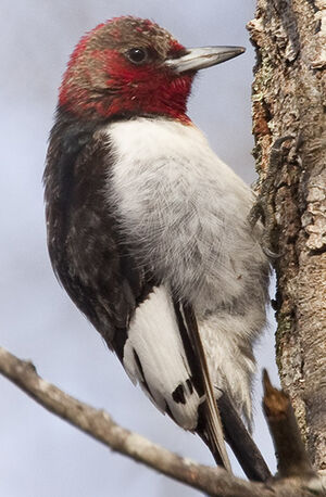 Pic � t�te rouge