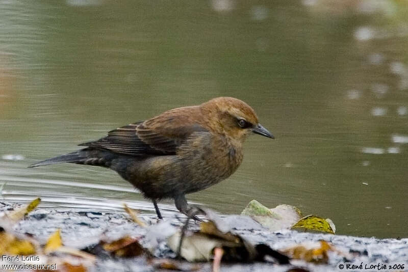 Rusty Blackbirdjuvenile, identification