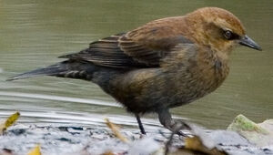 Rusty Blackbird
