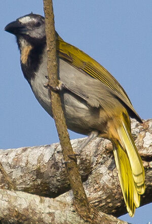 Saltator des grands-bois