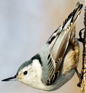White-breasted Nuthatch