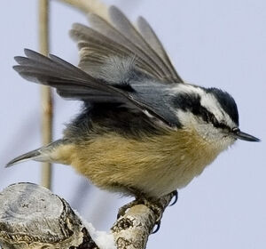 Red-breasted Nuthatch
