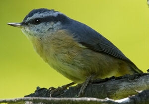 Red-breasted Nuthatch