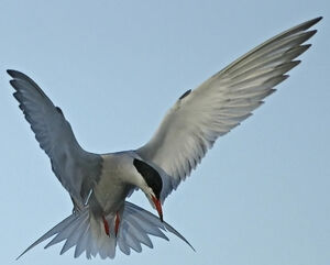 Common Tern 
&copy; Ren� Lortie