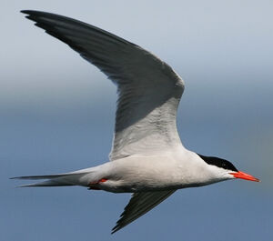 Common Tern 
&copy; Ren� Lortie